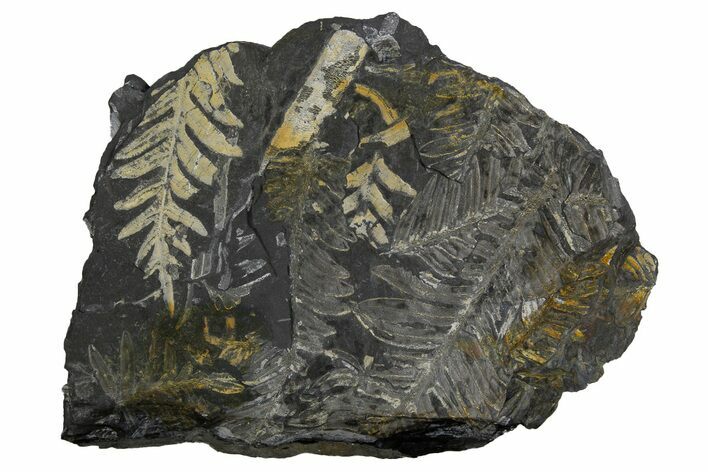 Fossil Seed Fern (Alethopteris) Plate - Pennsylvania #326296